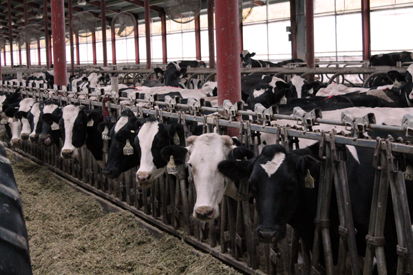 Bluebonnet Adventures: Visiting a Dairy Farm - Bluebonnet Baker